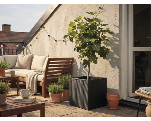 Quadratischer, schwarz geflochtener Pflanzkübel mit Feigenbaum auf einer hellen Terrasse mit Holzgartenmöbeln und Kräutertöpfen aus Terrakotta.