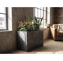 Rechteckiger Pflanzkübel in Betonoptik mit verschiedenen Zimmerpflanzen wie Rosen und Bogenhanf in einem hellen Raum im Industrial-Stil am Fenster.