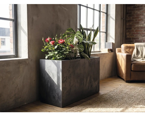 Rechteckiger Pflanzkübel in Betonoptik mit verschiedenen Zimmerpflanzen wie Rosen und Bogenhanf in einem hellen Raum im Industrial-Stil am Fenster.