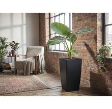 Hoher, quadratischer Pflanzkübel in Schwarz mit einer großen Alocasia Pflanze in einem hellen Wohnraum mit Backsteinwand.