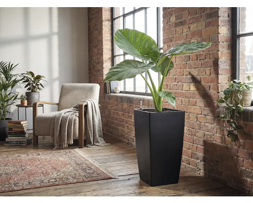 Hoher, quadratischer Pflanzkübel in Schwarz mit einer großen Alocasia Pflanze in einem hellen Wohnraum mit Backsteinwand.