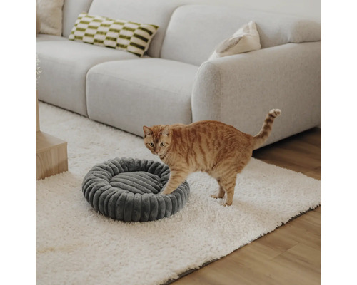 Chat roux sur un tapis blanc à côté d'un panier gris rond dans un salon lumineux avec un canapé gris.