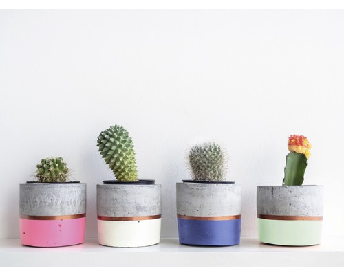 Quatre cactus dans des pots en ciment avec des accents de couleur