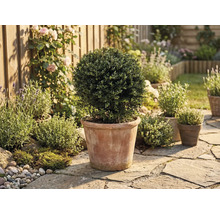 Boule de buis dans un pot en terre dans un jardin ensoleillé avec dallage en pierre, lavande et roses contre une clôture en bois.