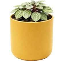 Plante d intérieur Peperomia aux feuilles rayées d argent dans un cache-pot rond jaune.