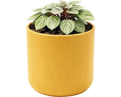 Plante d intérieur Peperomia aux feuilles rayées d argent dans un cache-pot rond jaune.