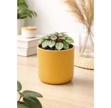 Petite plante d intérieur Peperomia dans un cache-pot jaune cylindrique sur une table en bois clair dans une pièce lumineuse.