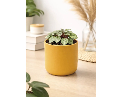 Petite plante d intérieur Peperomia dans un cache-pot jaune cylindrique sur une table en bois clair dans une pièce lumineuse.
