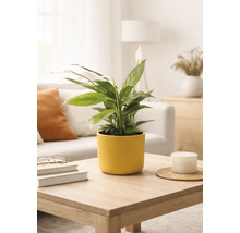 Fleur de lune Spathiphyllum dans un pot en céramique jaune sur une table basse en bois dans un salon lumineux et moderne.