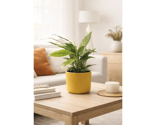 Fleur de lune Spathiphyllum dans un pot en céramique jaune sur une table basse en bois dans un salon lumineux et moderne.