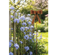 Gartenstecker in Schleifenform in Rostoptik mit goldenem Rand vor einem Holzzaun mit blauen Blumen.