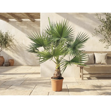 Palmier Washingtonia robusta en pot sur une terrasse lumineuse de style méditerranéen avec un banc en bois et des oliviers.
