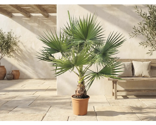Palmier Washingtonia robusta en pot sur une terrasse lumineuse de style méditerranéen avec un banc en bois et des oliviers.