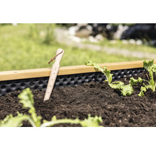 Plantoir en bois avec graduation en pouces et boucle en cuir dans un carré potager avec de la terre et des jeunes plants de salade.