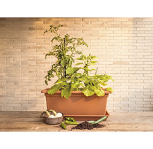 Rechteckiger Pflanzkasten in Terrakotta mit Tomaten- und Gemüsepflanzen auf einem Holztisch vor einer hellen Backsteinwand.