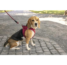 Un Beagle est assis sur un chemin pavé, portant un harnais pour chien bordeaux avec une laisse assortie.