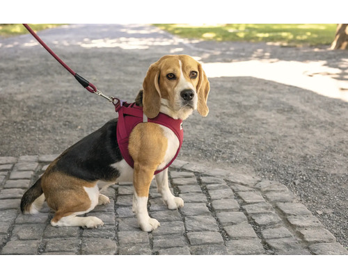Beagle avec harnais pour chien et laisse assortie assis sur un chemin pavé à l'extérieur.