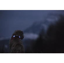 Chien portant des lampes de securite LED bleues a son collier dans l obscurite pour une meilleure visibilite.