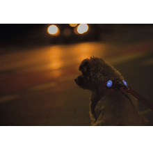 Chien portant un harnais avec des lampes de sécurité à LED intégrées lors d'une promenade nocturne dans la rue.