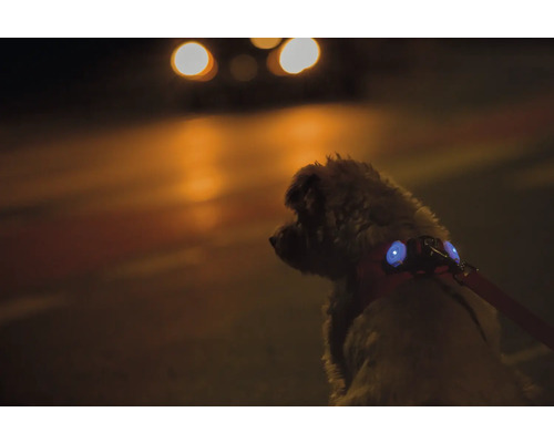 Chien portant un harnais avec des lampes de sécurité à LED intégrées lors d'une promenade nocturne dans la rue.