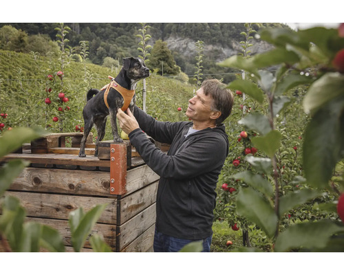 Un homme dans un verger soulève un petit chien portant un harnais marron sur une caisse en bois.