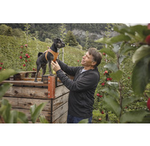 Un homme dans un verger soulève un petit chien portant un harnais marron sur une caisse en bois.