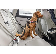 Chien brun sur la banquette arrière d une voiture portant un harnais de sécurité relié à la boucle de la ceinture de sécurité.
