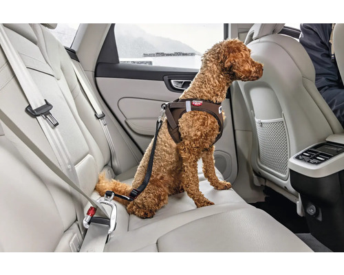 Chien brun sur la banquette arrière d une voiture portant un harnais de sécurité relié à la boucle de la ceinture de sécurité.