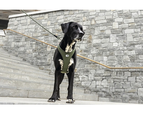 Schwarzer Hund mit olivgrünem Hundegeschirr und Leine auf einer Steintreppe.