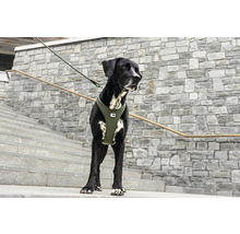 Schwarzer Hund mit olivgrünem Hundegeschirr und Leine auf einer Steintreppe.