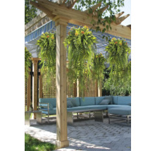 Helle Terrasse mit Holzpergola, hängenden Farnen, blau-weiß gestreifter Markise und hellblauer Ecklounge auf gepflastertem Boden.