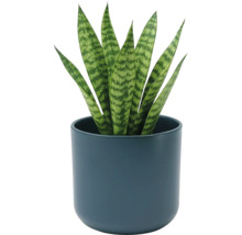 Sansevieria dans un pot en céramique bleu foncé rond. Plante d'intérieur aux feuilles dressées à motifs.
