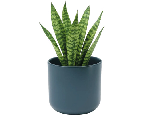 Sansevieria dans un pot en céramique bleu foncé rond. Plante d'intérieur aux feuilles dressées à motifs.