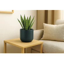 Sansevieria dans un cache-pot bleu foncé sur une table d'appoint en bois à côté d'un canapé dans un salon lumineux et moderne.