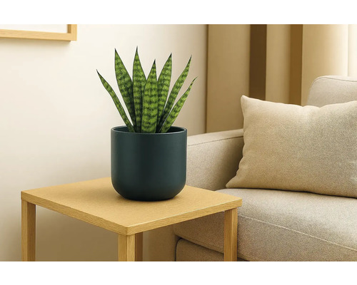Sansevieria dans un cache-pot bleu foncé sur une table d'appoint en bois à côté d'un canapé dans un salon lumineux et moderne.