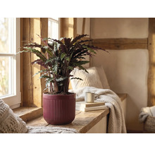Plante Calathea rufibarba dans un pot en céramique rouge à rainures sur un rebord de fenêtre en bois dans une pièce rustique et lumineuse.