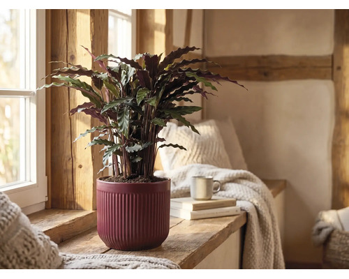 Plante Calathea rufibarba dans un pot en céramique rouge à rainures sur un rebord de fenêtre en bois dans une pièce rustique et lumineuse.
