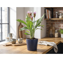 Plante d'intérieur Curcuma en fleurs dans un pot bleu texturé sur un plan de travail en bois dans une cuisine lumineuse.