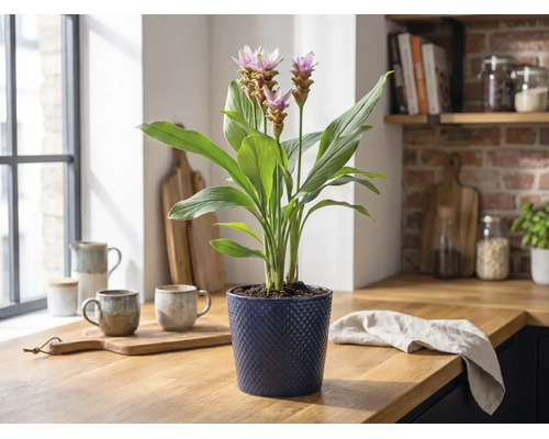 Plante d'intérieur Curcuma en fleurs dans un pot bleu texturé sur un plan de travail en bois dans une cuisine lumineuse.