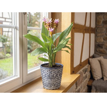 Plante d intérieur Curcuma avec fleurs roses dans un pot décoratif sur un rebord de fenêtre en bois dans une pièce lumineuse.