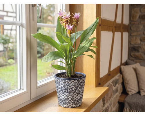 Plante d intérieur Curcuma avec fleurs roses dans un pot décoratif sur un rebord de fenêtre en bois dans une pièce lumineuse.