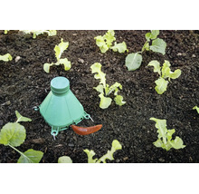 Piège à limaces en plastique vert dans un potager avec de jeunes plants de laitue, une limace rampant vers le piège.