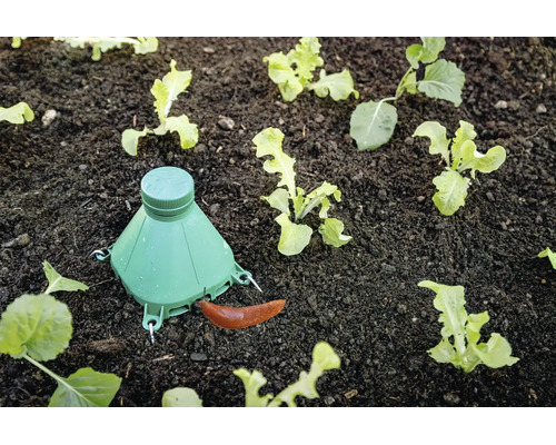 Piège à limaces en plastique vert dans un potager avec de jeunes plants de laitue, une limace rampant vers le piège.