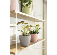 Pots de fleurs Lechuza avec plantes d intérieur et Lechuza Logo sur des étagères en bois avec un cadre métallique blanc.