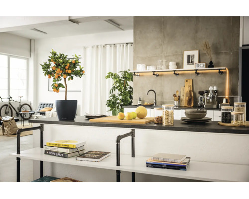 Cuisine lumineuse de style industriel avec îlot, citronnier en pot, étagères en tubes métalliques, bocaux en verre et machine à café.
