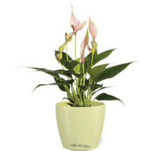 Anthurium avec des fleurs roses dans un pot de fleurs vert clair de Lechuza Deco.