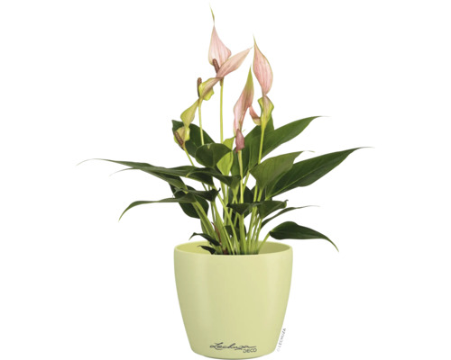 Anthurium avec des fleurs roses dans un pot de fleurs vert clair de Lechuza Deco.