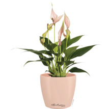 Spathiphyllum aux fleurs roses dans un cache-pot rond rose clair de Lechuza.
