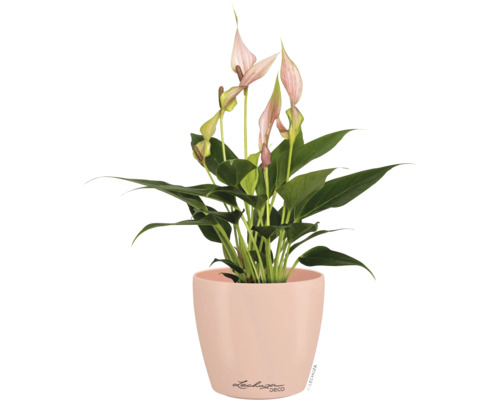 Spathiphyllum aux fleurs roses dans un cache-pot rond rose clair de Lechuza.