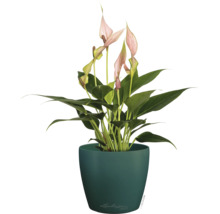 Anthurium avec fleurs roses dans un pot de fleurs vert foncé.